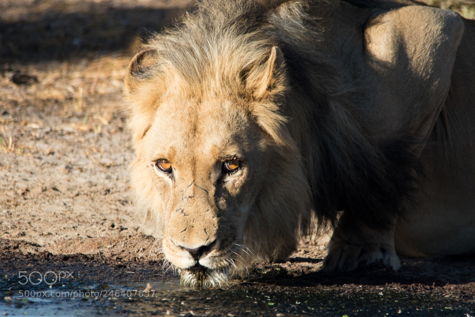 Canon EOS 7D Mark II sample photo. Lion drinking photography