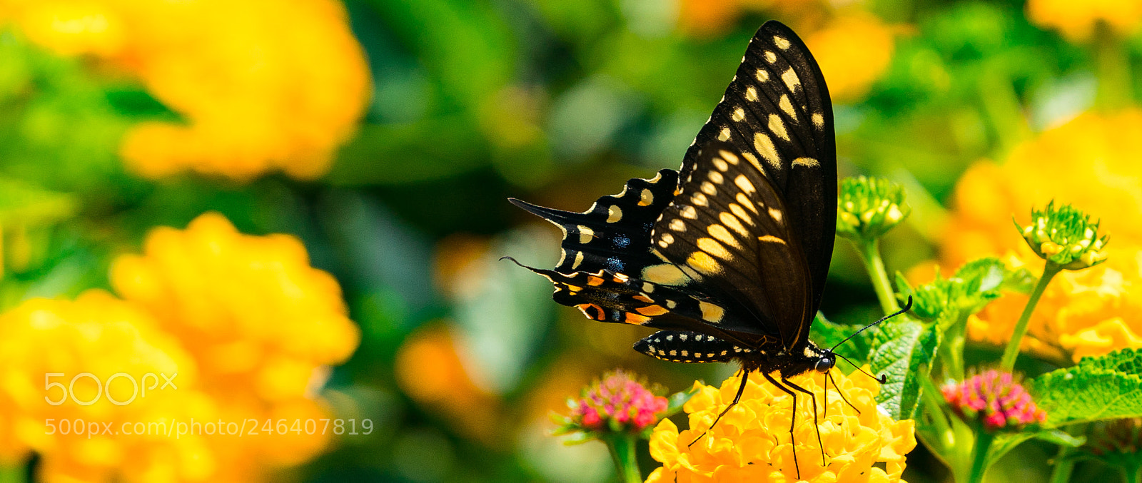 Sony a7R II sample photo. Mellow yellow photography