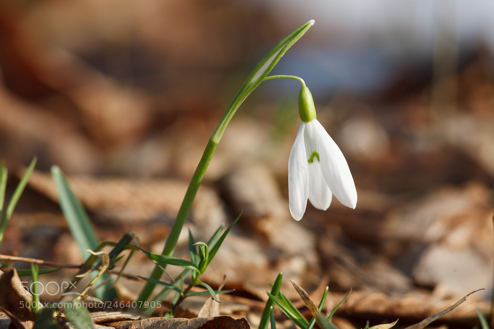 Canon EOS 5D sample photo. Snowdrop photography