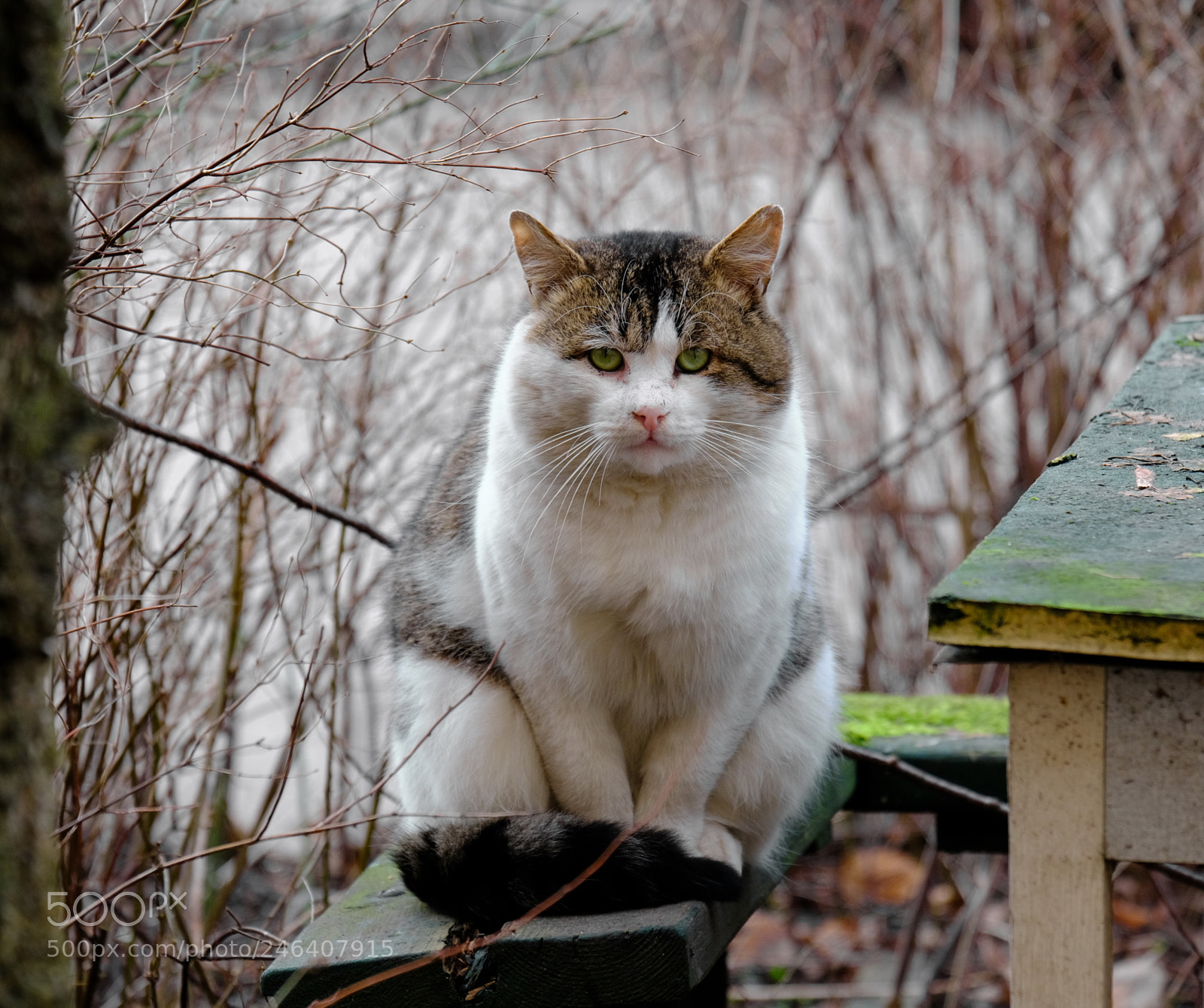 Fujifilm X-T20 sample photo. Big cat watched with photography