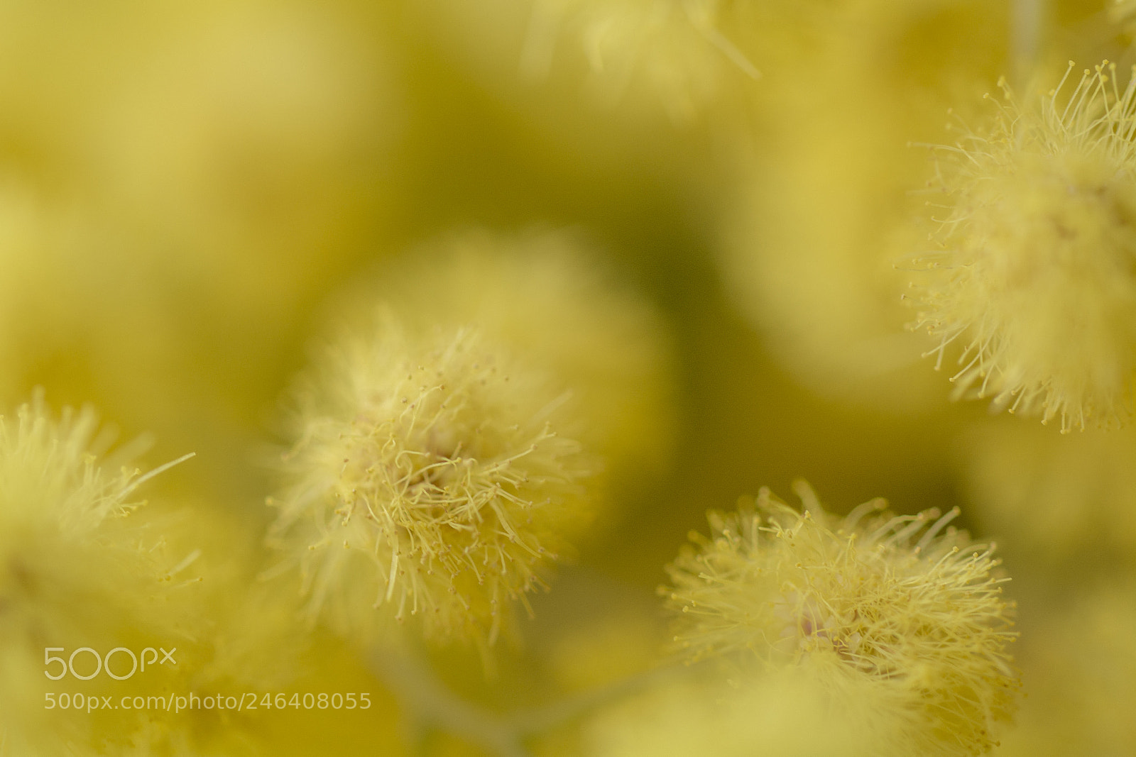 Nikon D7100 sample photo. Mimosa photography
