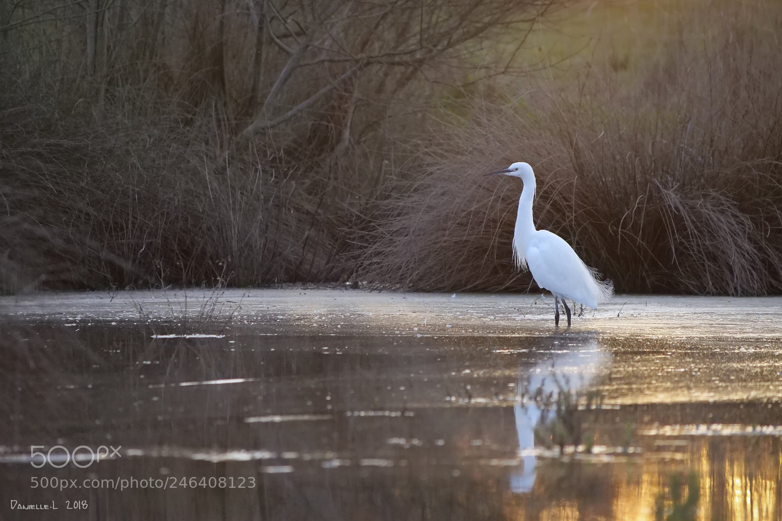 Panasonic Lumix DC-G9 sample photo. Aigrette garzette photography