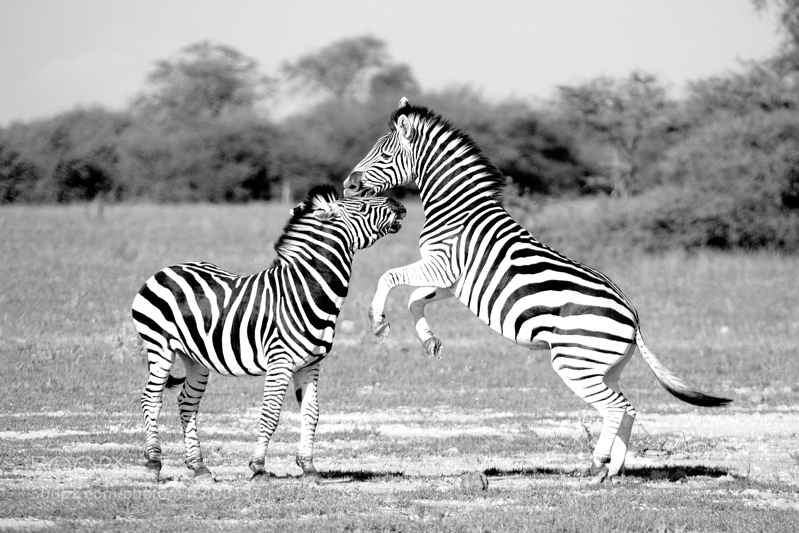 Canon EOS 7D Mark II sample photo. Zebra power photography