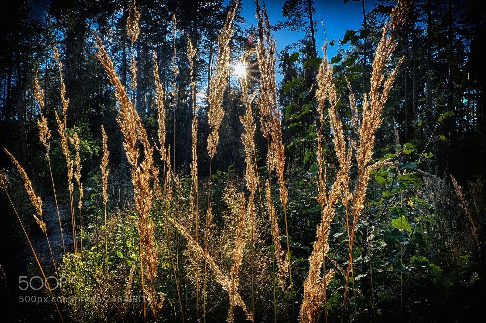 Fujifilm X-T20 sample photo. Light of summer.Свет лета. photography