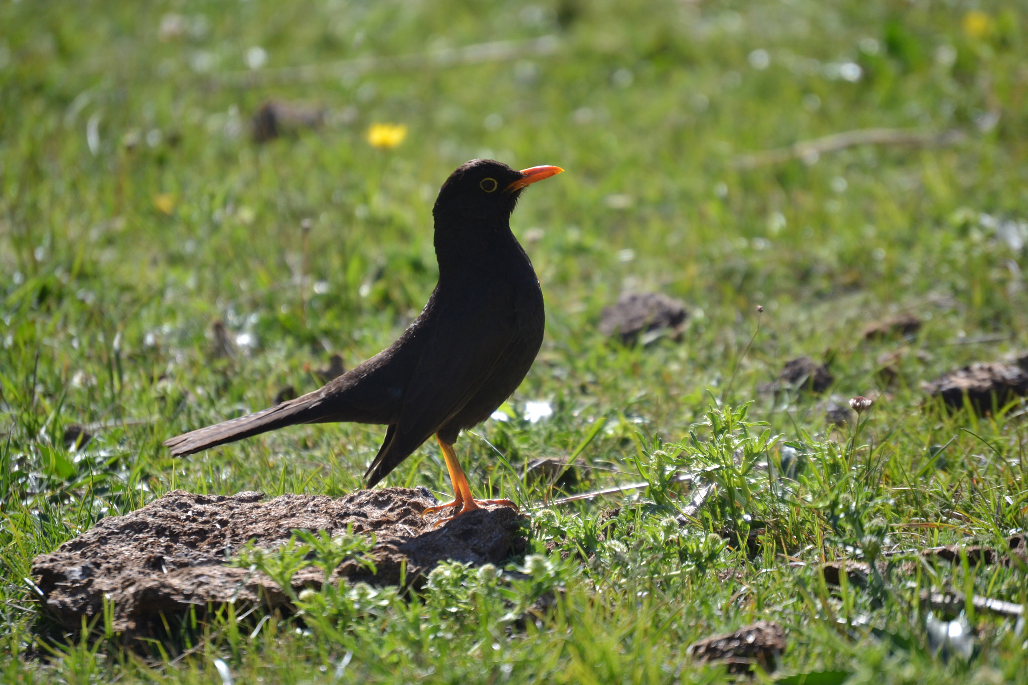 Nikon D3100 sample photo. 38097657614.jpg photography