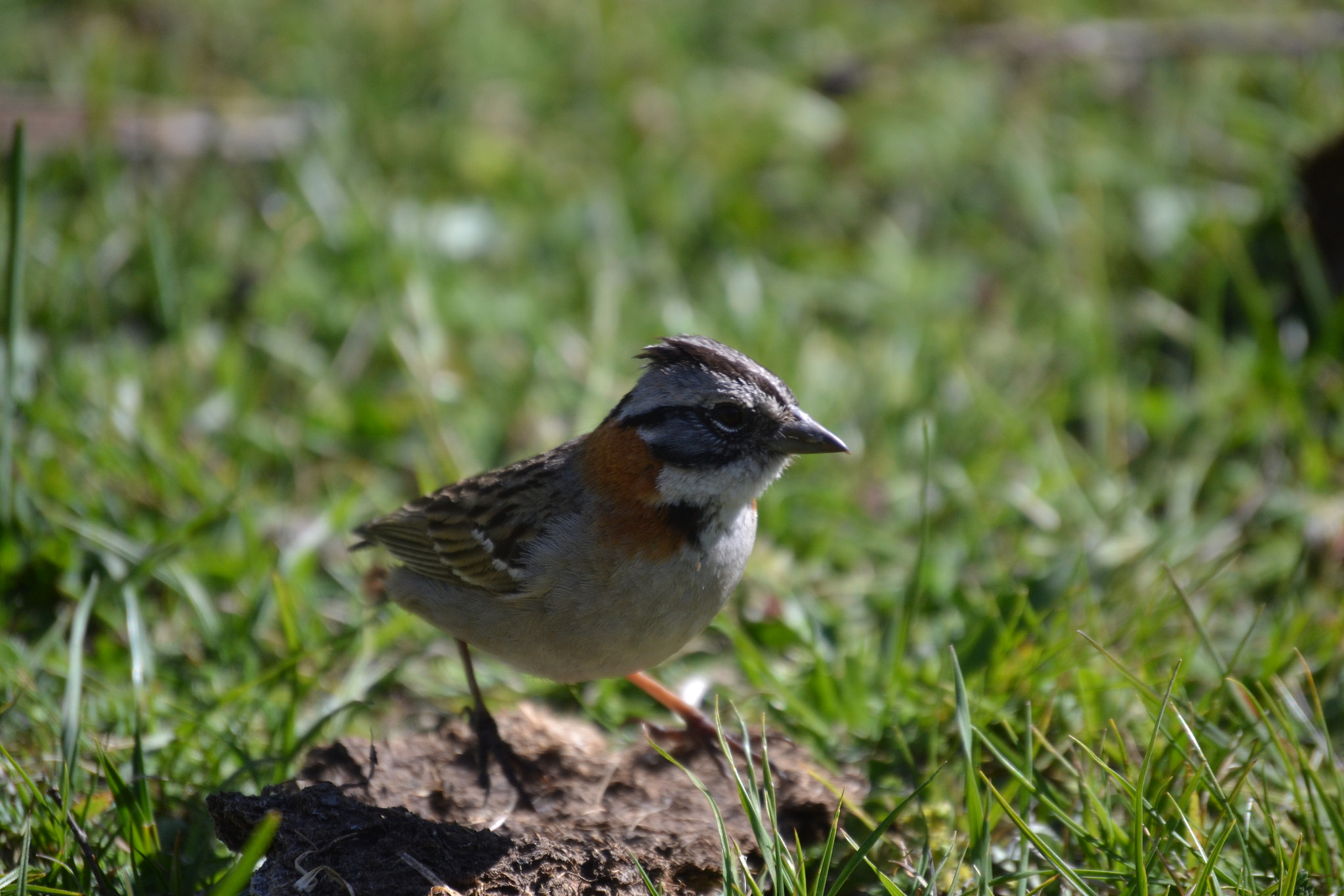 Nikon D3100 sample photo. 24941645848.jpg photography