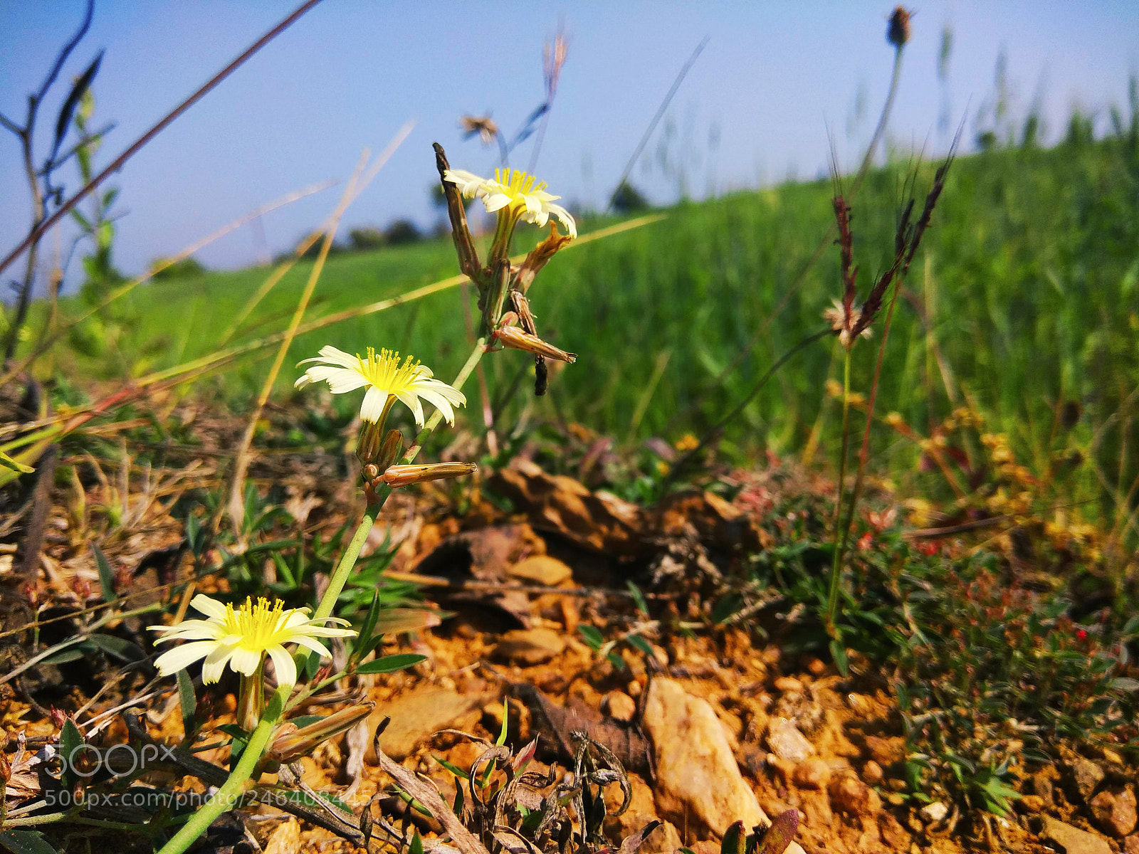 Xiaomi Redmi Note 4 sample photo. Rise up photography