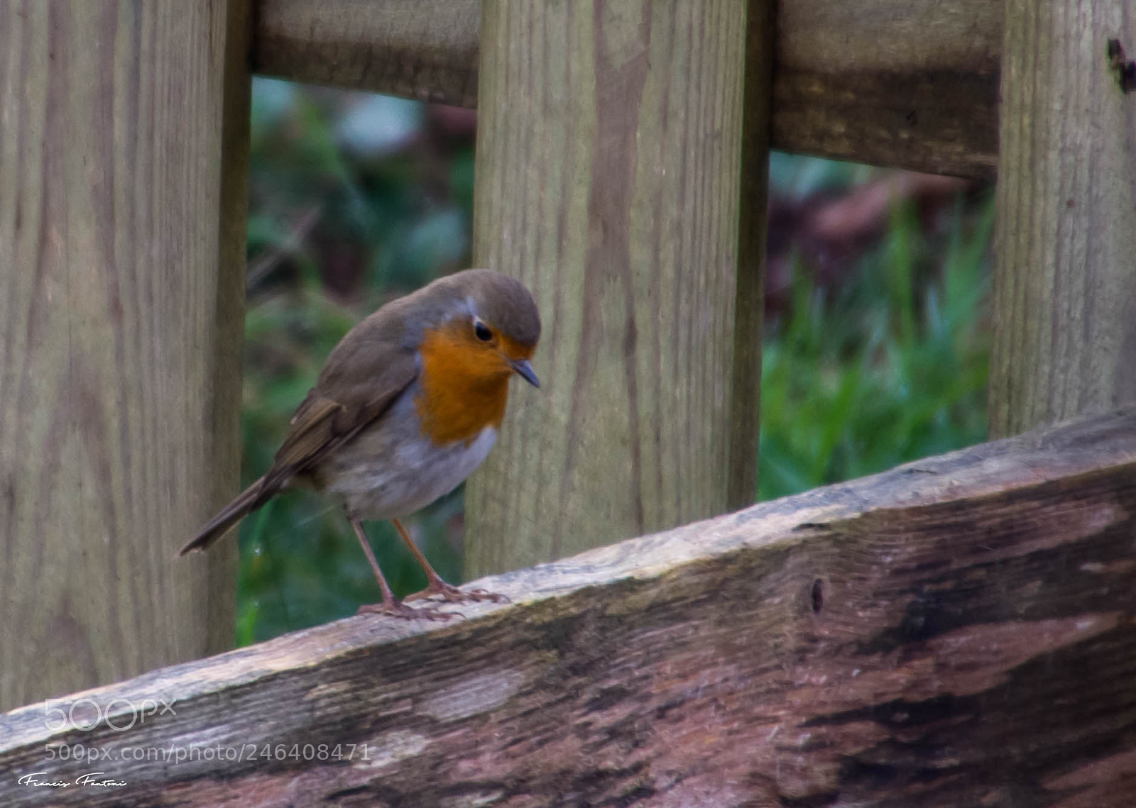 Nikon D7200 sample photo. Rouge gorge dans mon photography