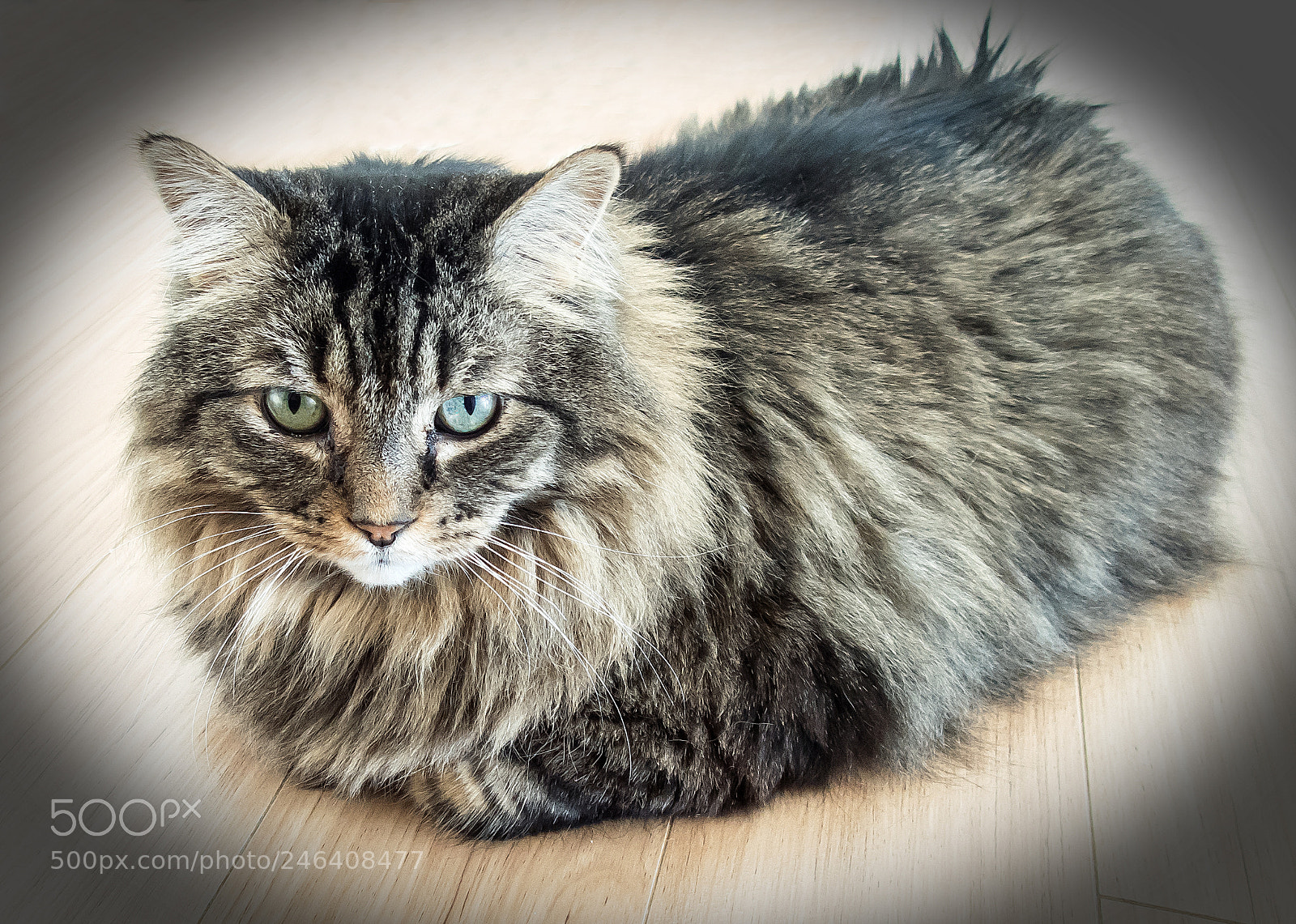 Olympus TG-5 sample photo. Cocoa photography