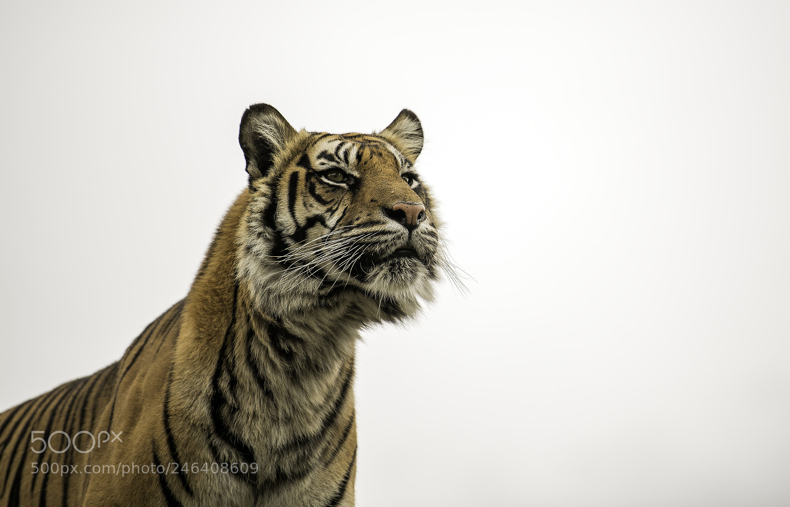 Nikon D5 sample photo. Tiger series photography