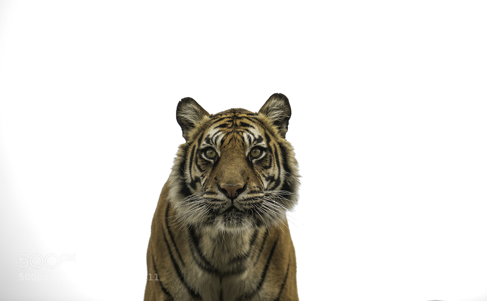 Nikon D5 sample photo. Tiger series photography