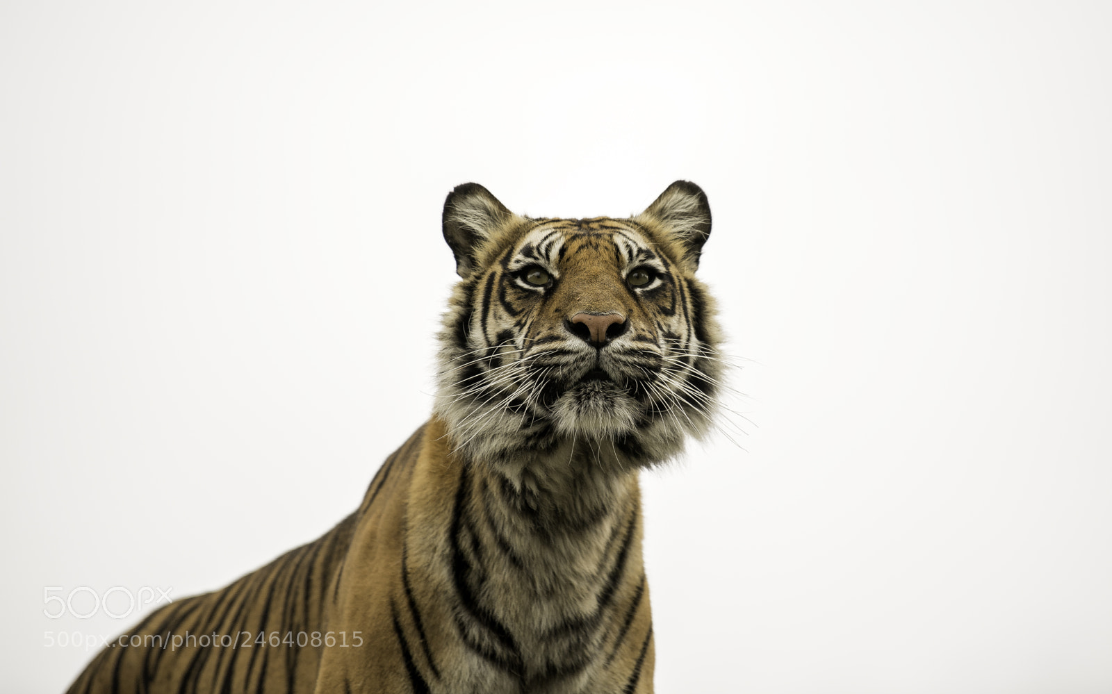 Nikon D5 sample photo. Tiger series photography