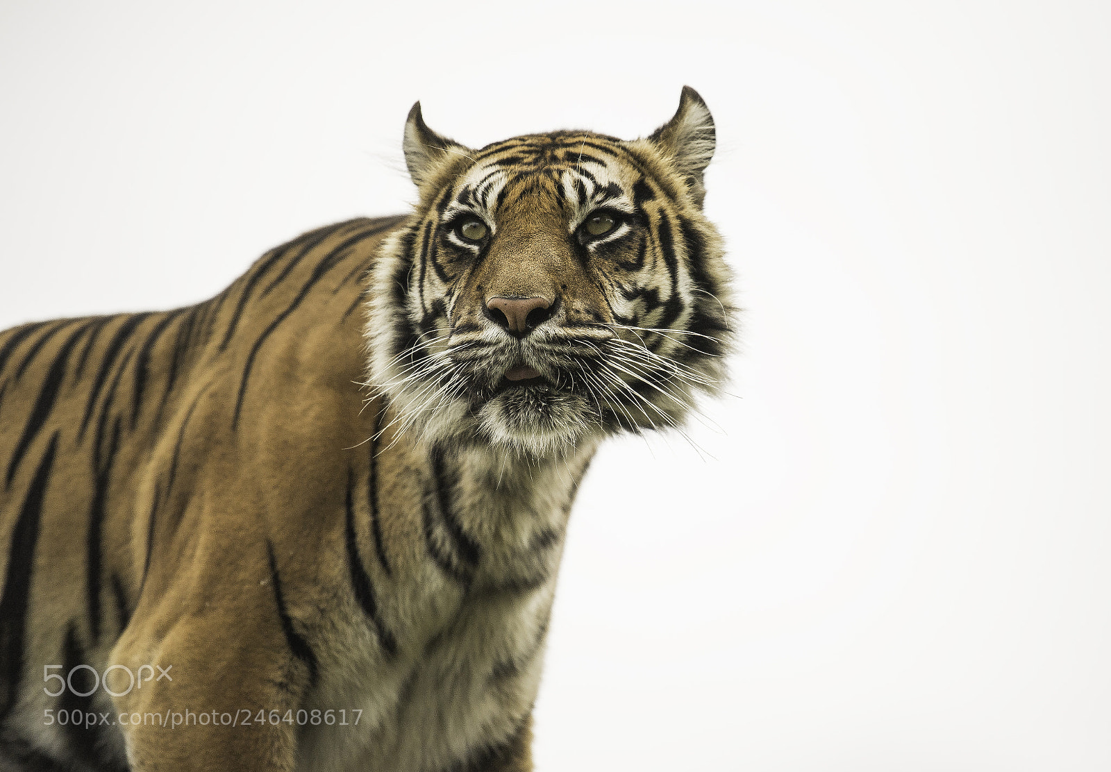 Nikon D5 sample photo. Tiger series photography