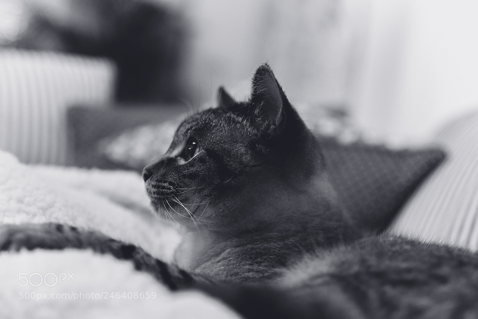 Canon EOS 77D (EOS 9000D / EOS 770D) sample photo. Cozy photography