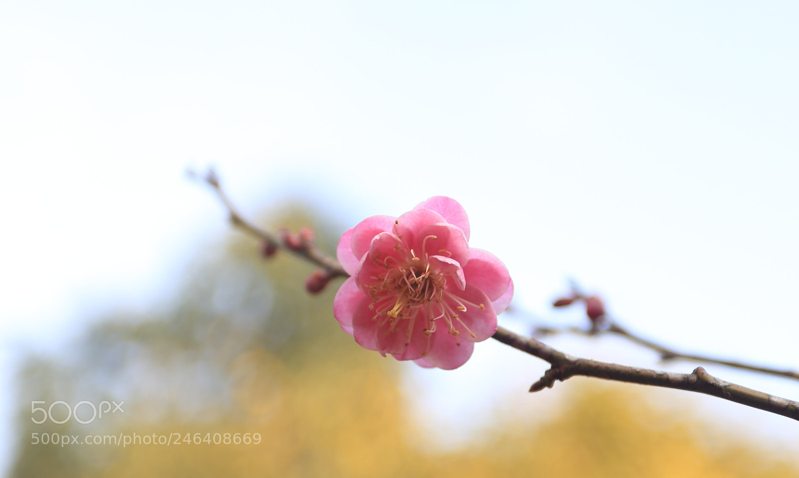 Canon EOS 6D + Canon EF 17-40mm F4L USM sample photo. Untitled photography