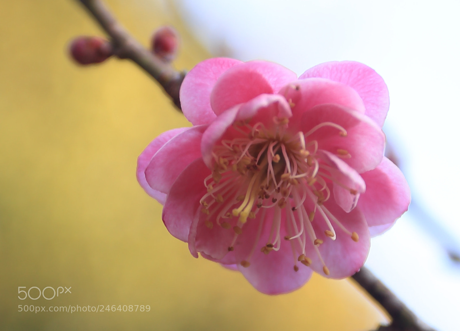 Canon EOS 6D + Canon EF 17-40mm F4L USM sample photo. Untitled photography