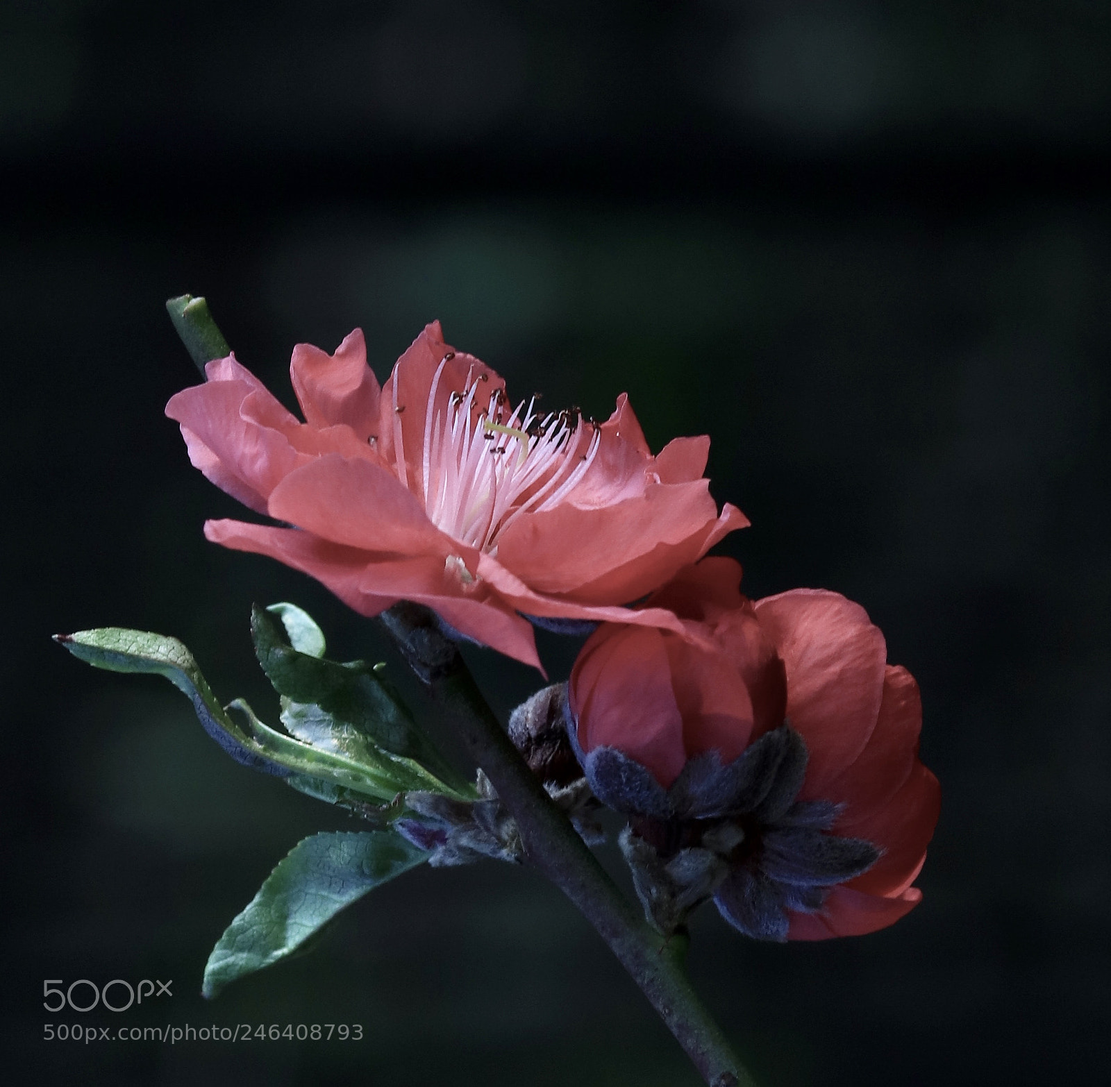 Canon EOS 5DS R sample photo. Touching photography