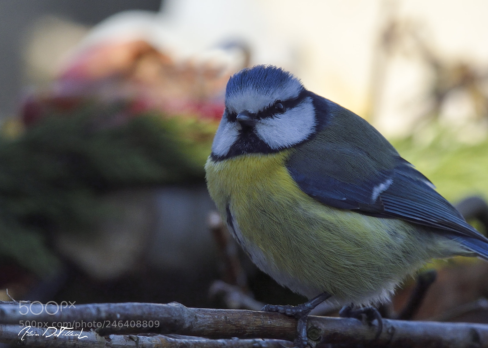 Nikon D4 sample photo. Mésange bleue photography