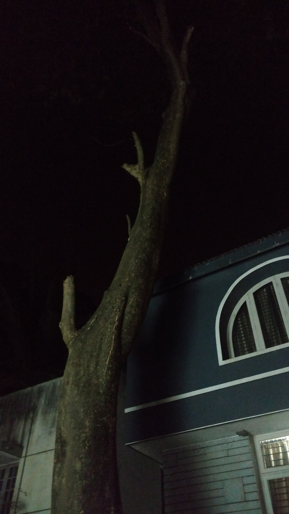Motorola Moto X Style sample photo. Tree photography