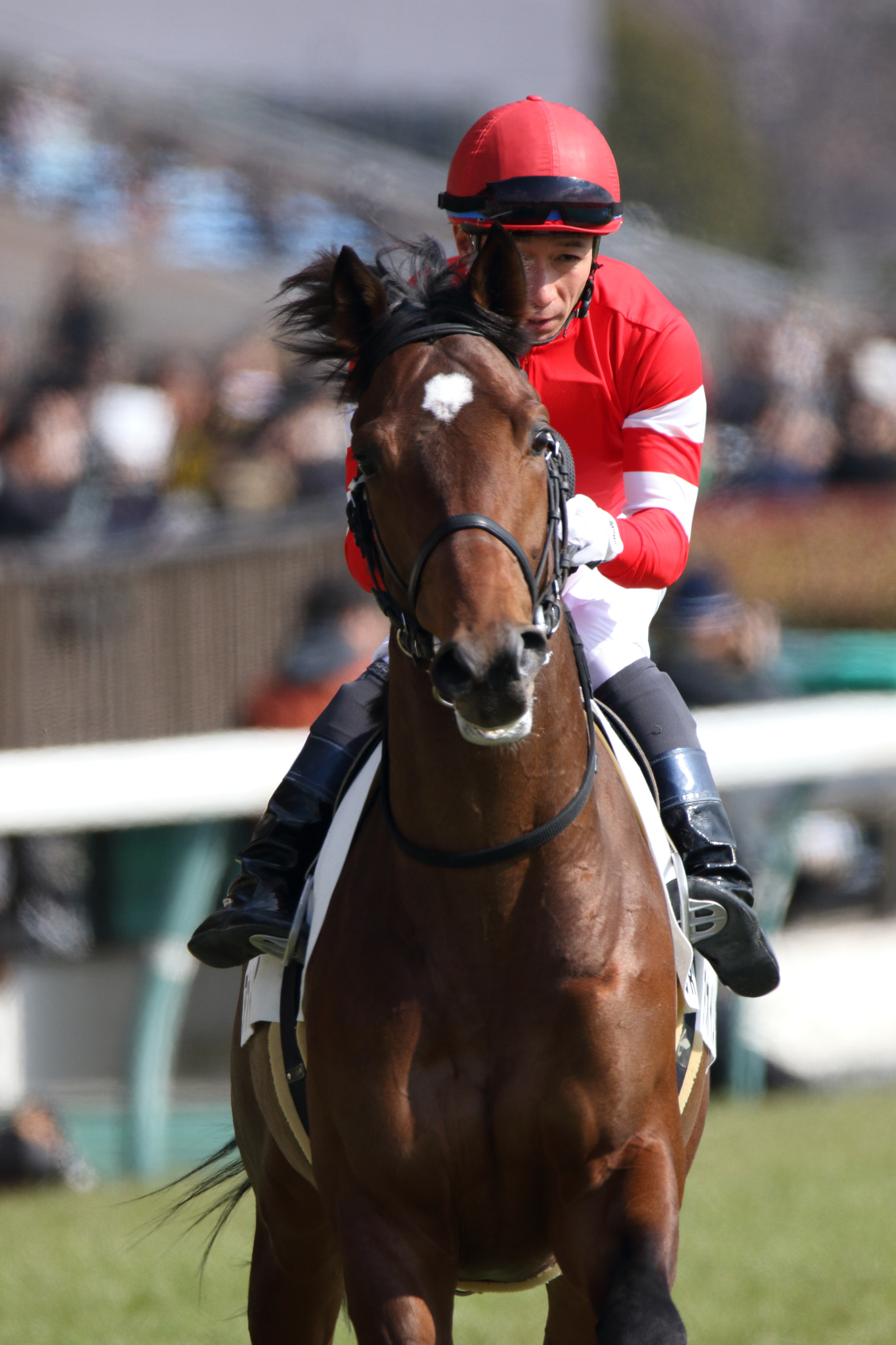 Sigma 150-600mm F5-6.3 DG OS HSM | C sample photo. Race horse photography