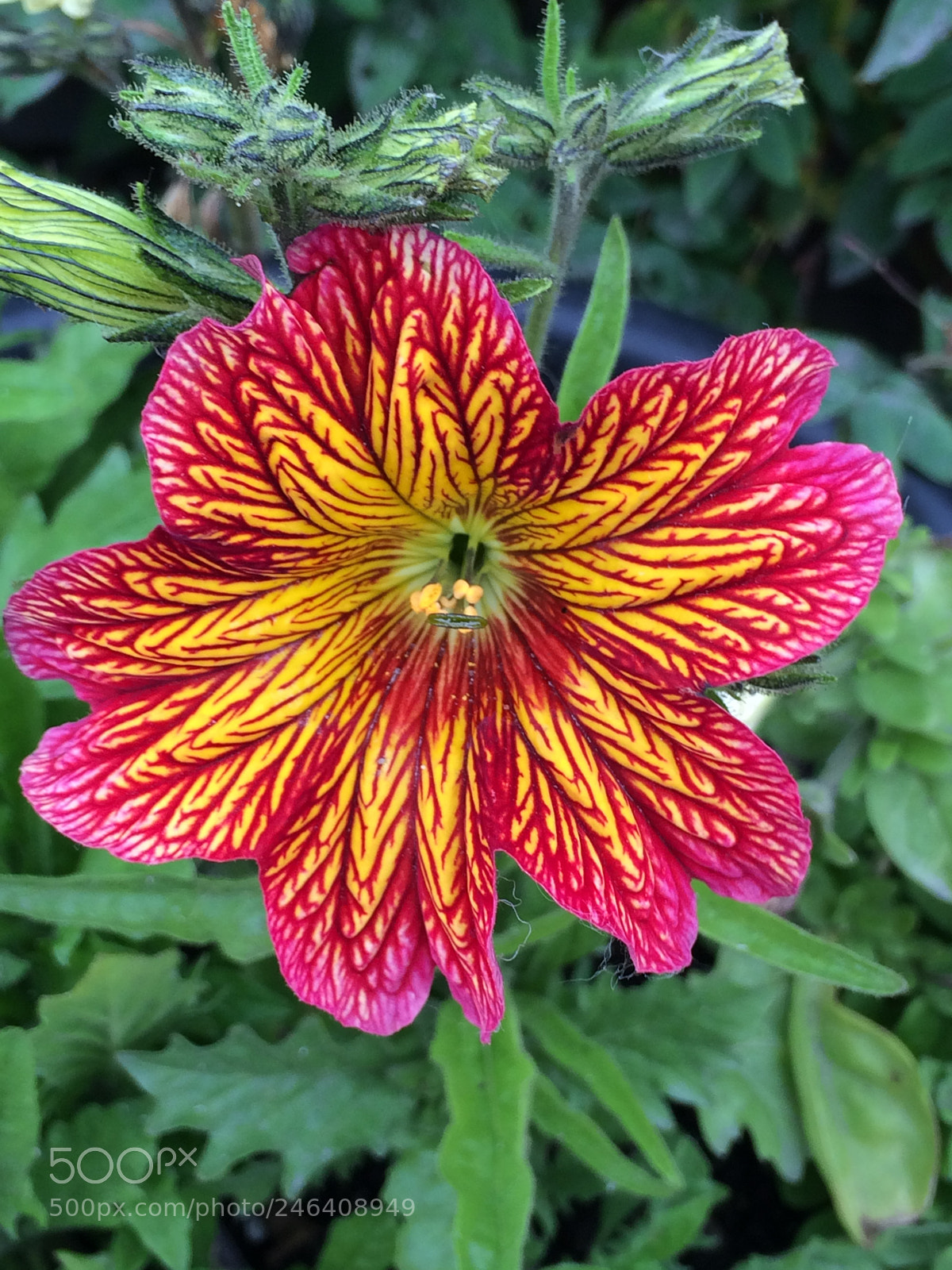 Apple iPhone 5s sample photo. Alaska photography
