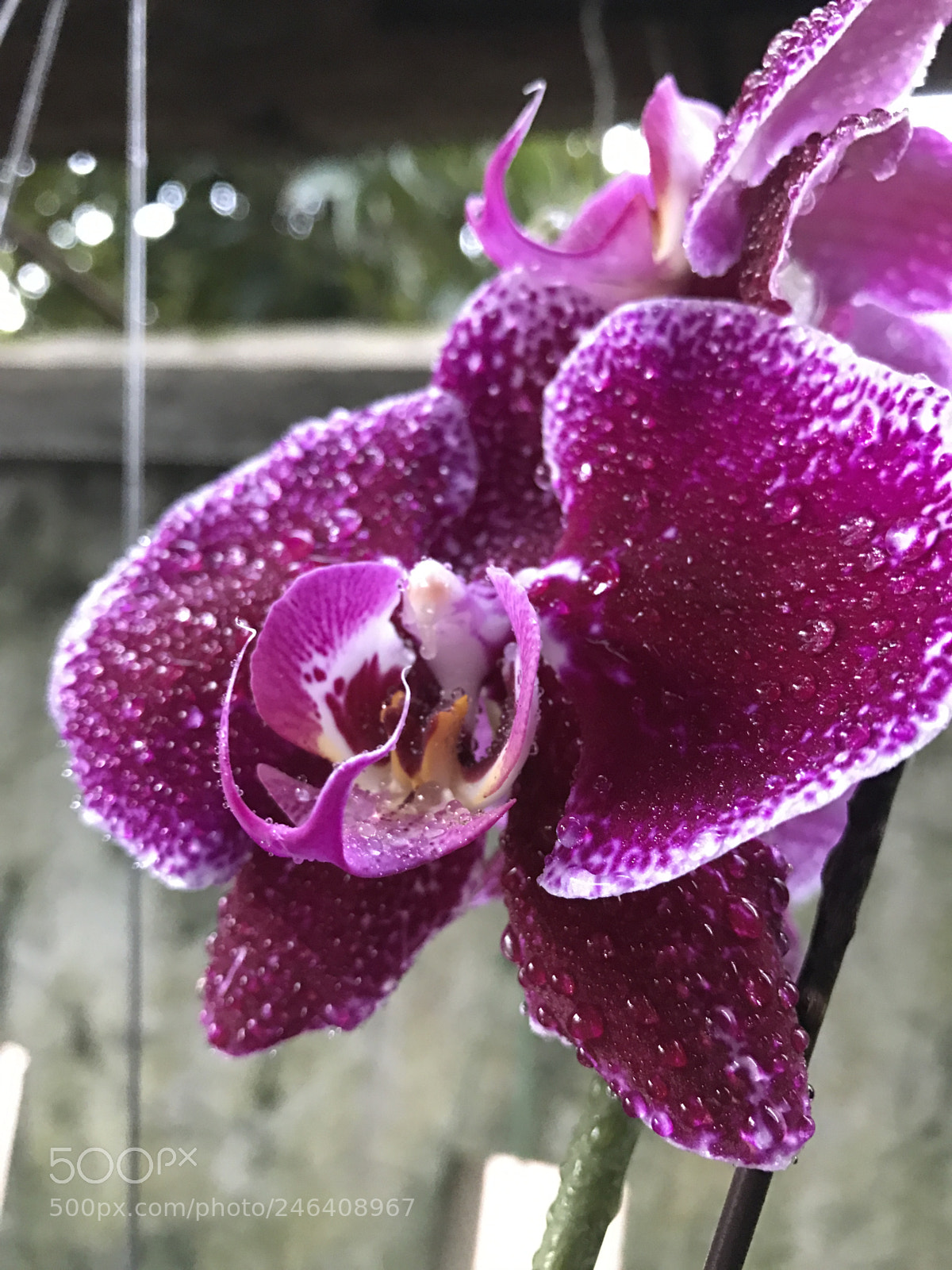 Apple iPhone 7 Plus sample photo. Untitled photography