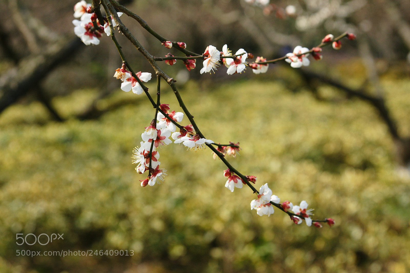 Sony Alpha DSLR-A700 sample photo. Untitled photography