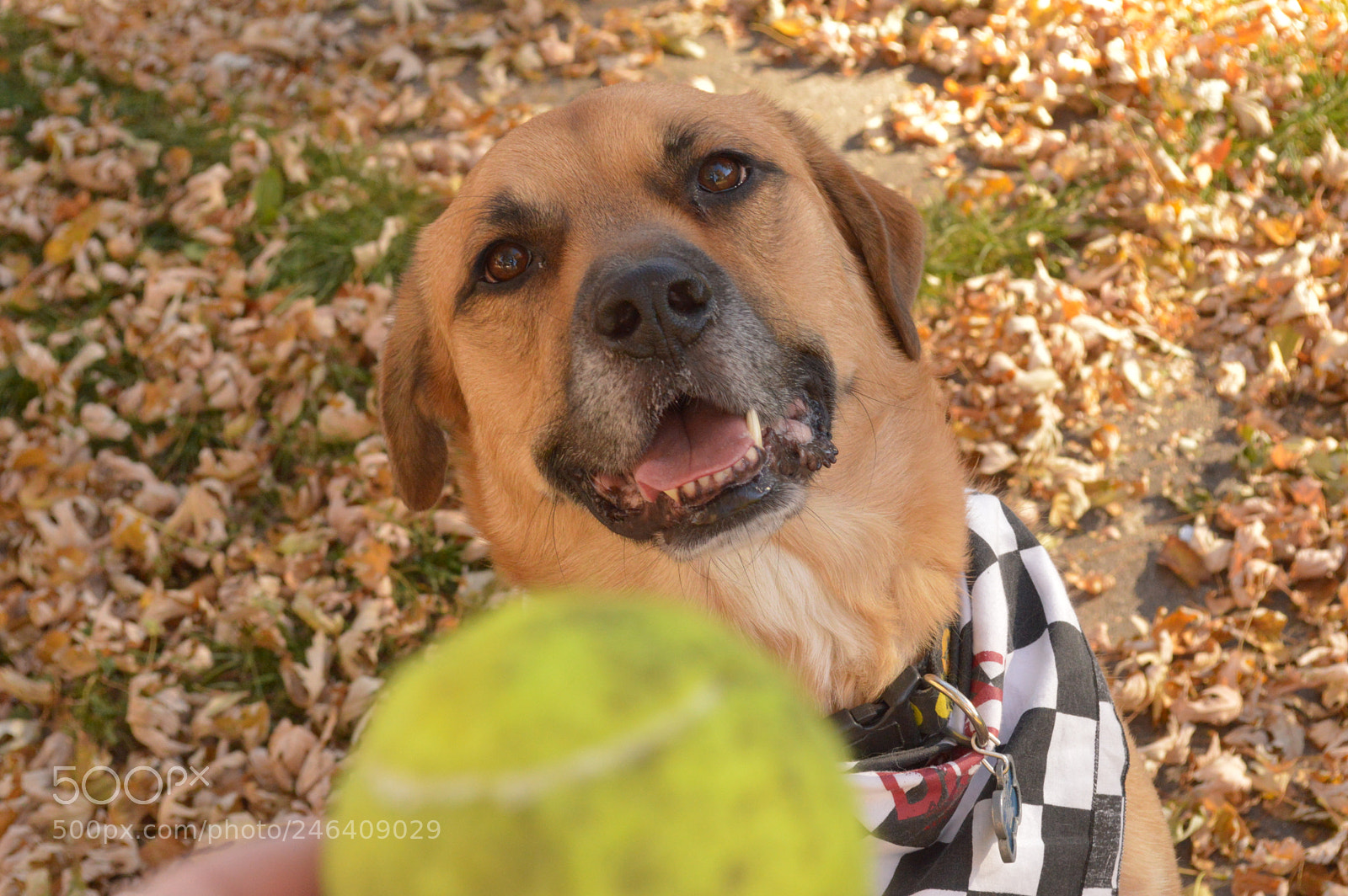 Nikon D3200 sample photo. Pose for the ball photography
