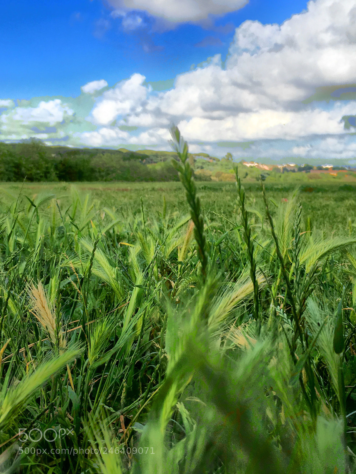 Apple iPhone 6s Plus sample photo. Untitled photography