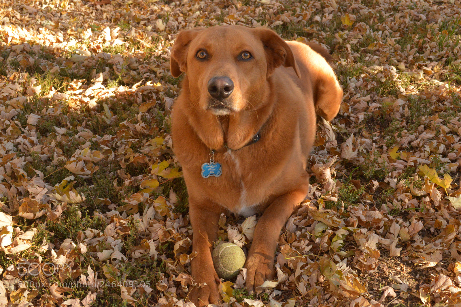 Nikon D3200 sample photo. Stern dog photography