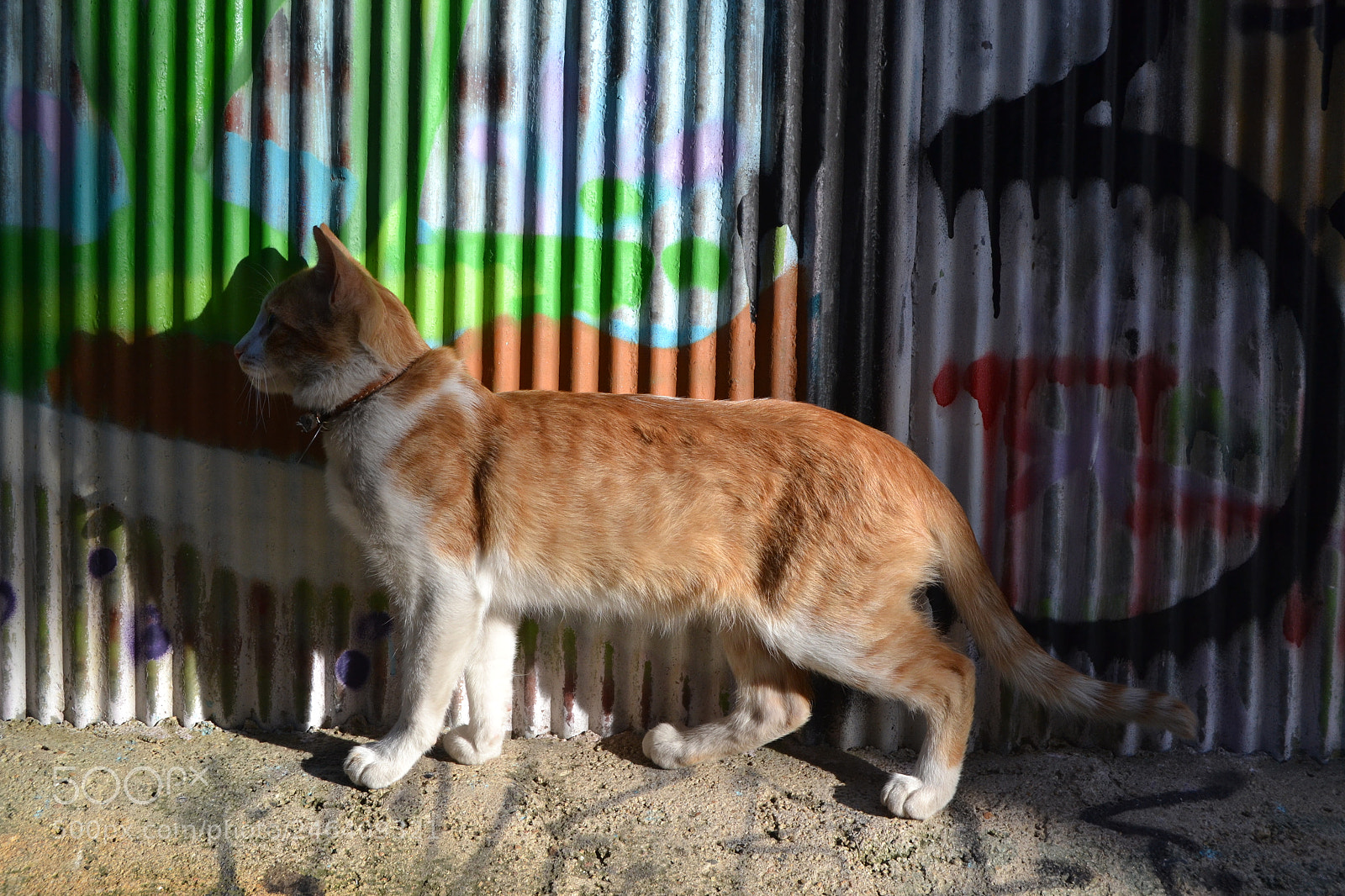 Nikon D3100 sample photo. 2017. chile photography