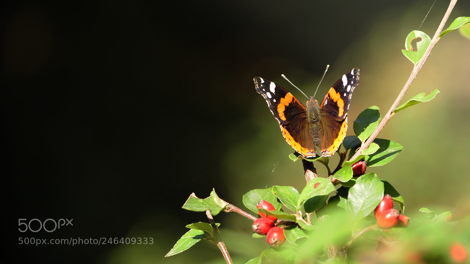 Nikon D90 sample photo. Delicate photography