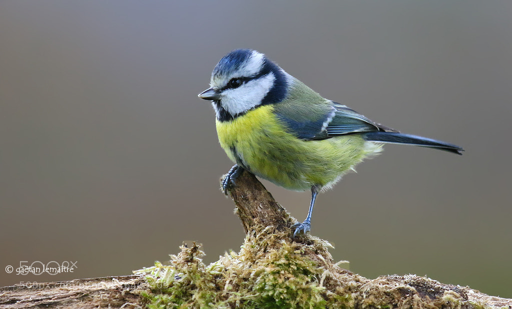 Canon EOS 7D Mark II sample photo. **bird bird** photography
