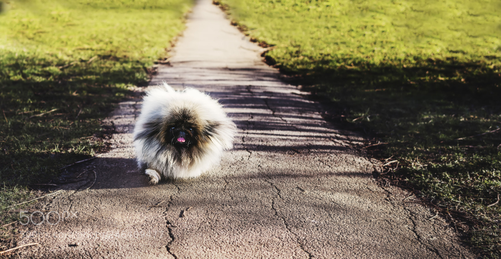 Sony a7R III sample photo. In a hurry photography