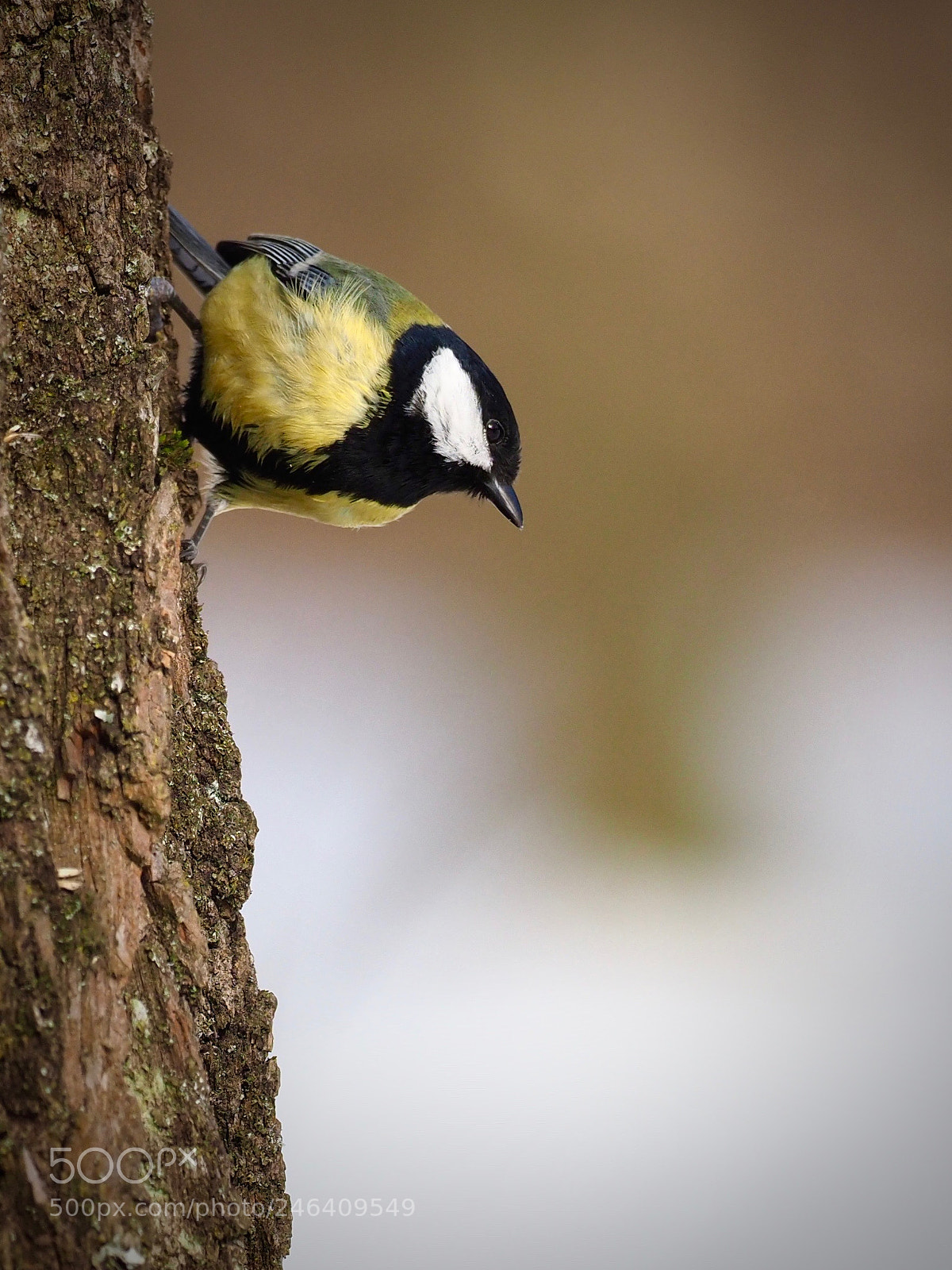 Olympus OM-D E-M1 Mark II sample photo. Parus major photography