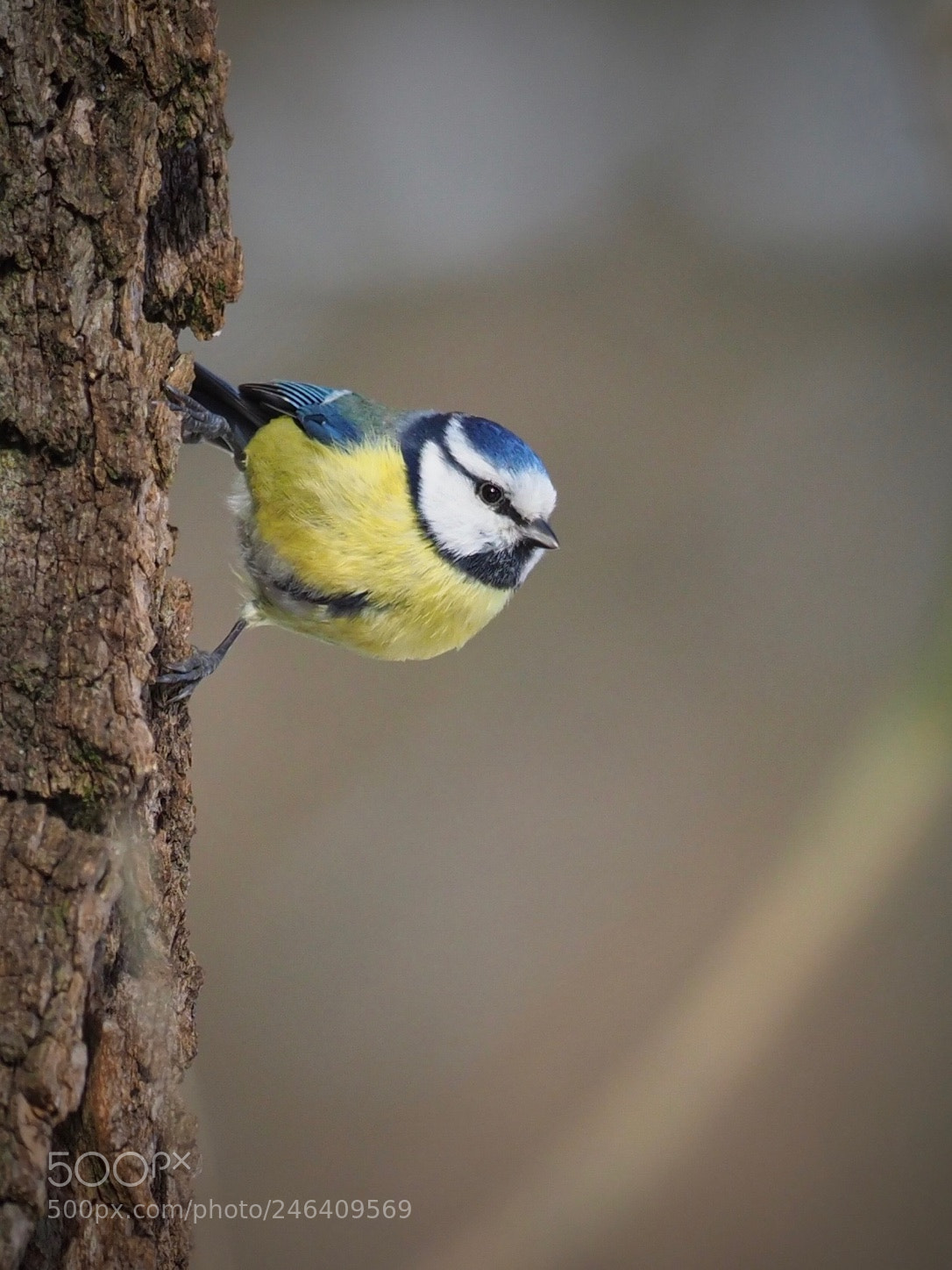 Olympus OM-D E-M1 Mark II sample photo. Parus caeruleus photography