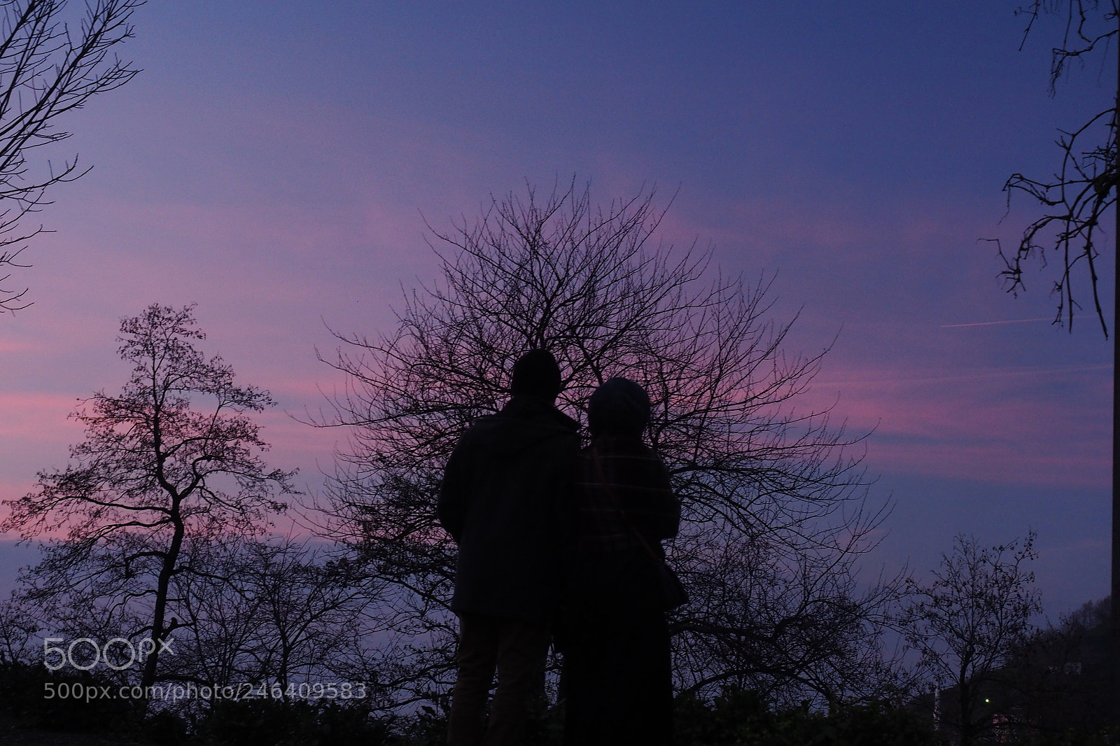 Olympus OM-D E-M10 II sample photo. Purple photography