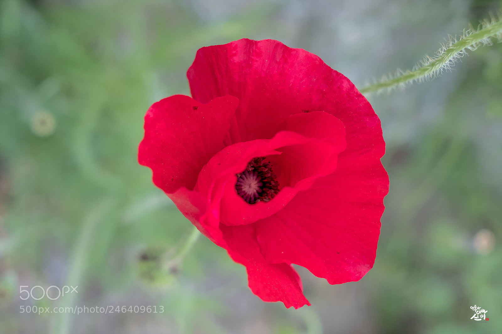 Fujifilm X-T2 sample photo. Hot red photography