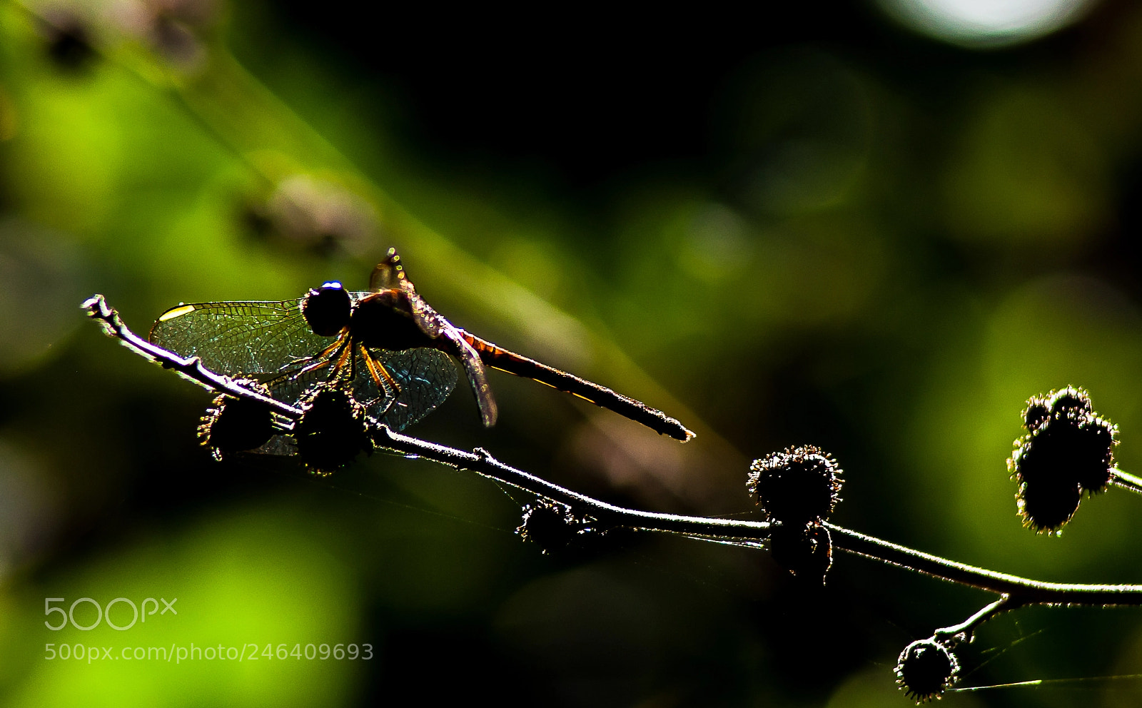 Nikon D5000 sample photo. Silhouette dragonfly lake manatee photography