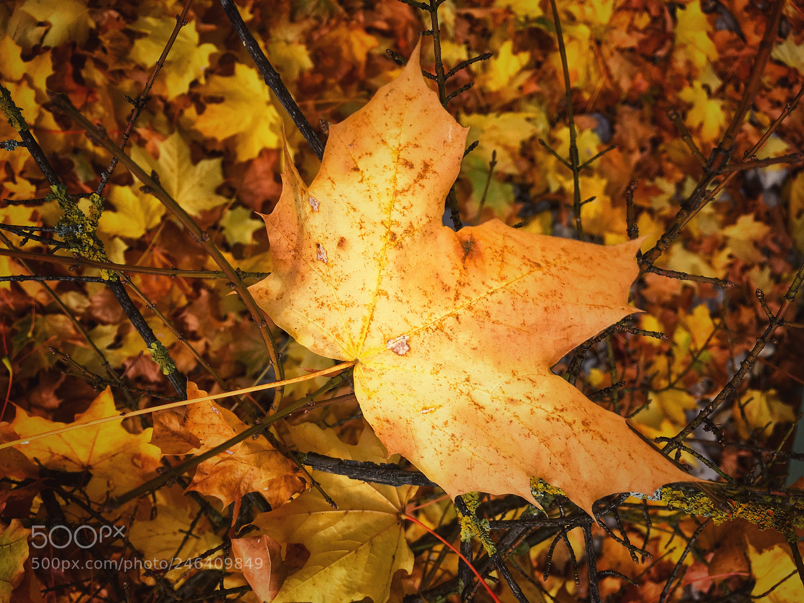 Apple iPhone SE sample photo. Autumn leaf photography