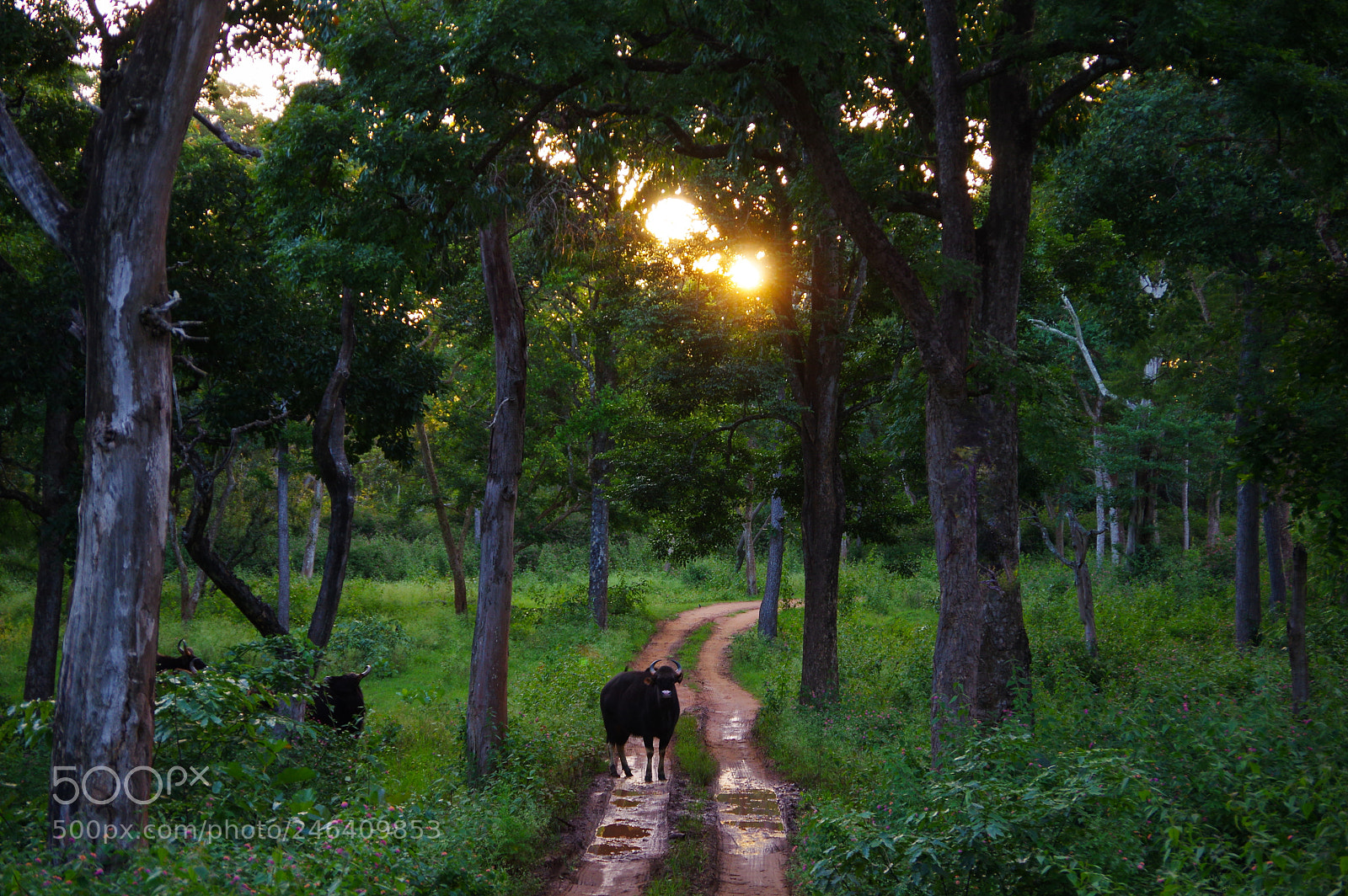 Pentax K-3 sample photo. Indian bison, bandipur national photography