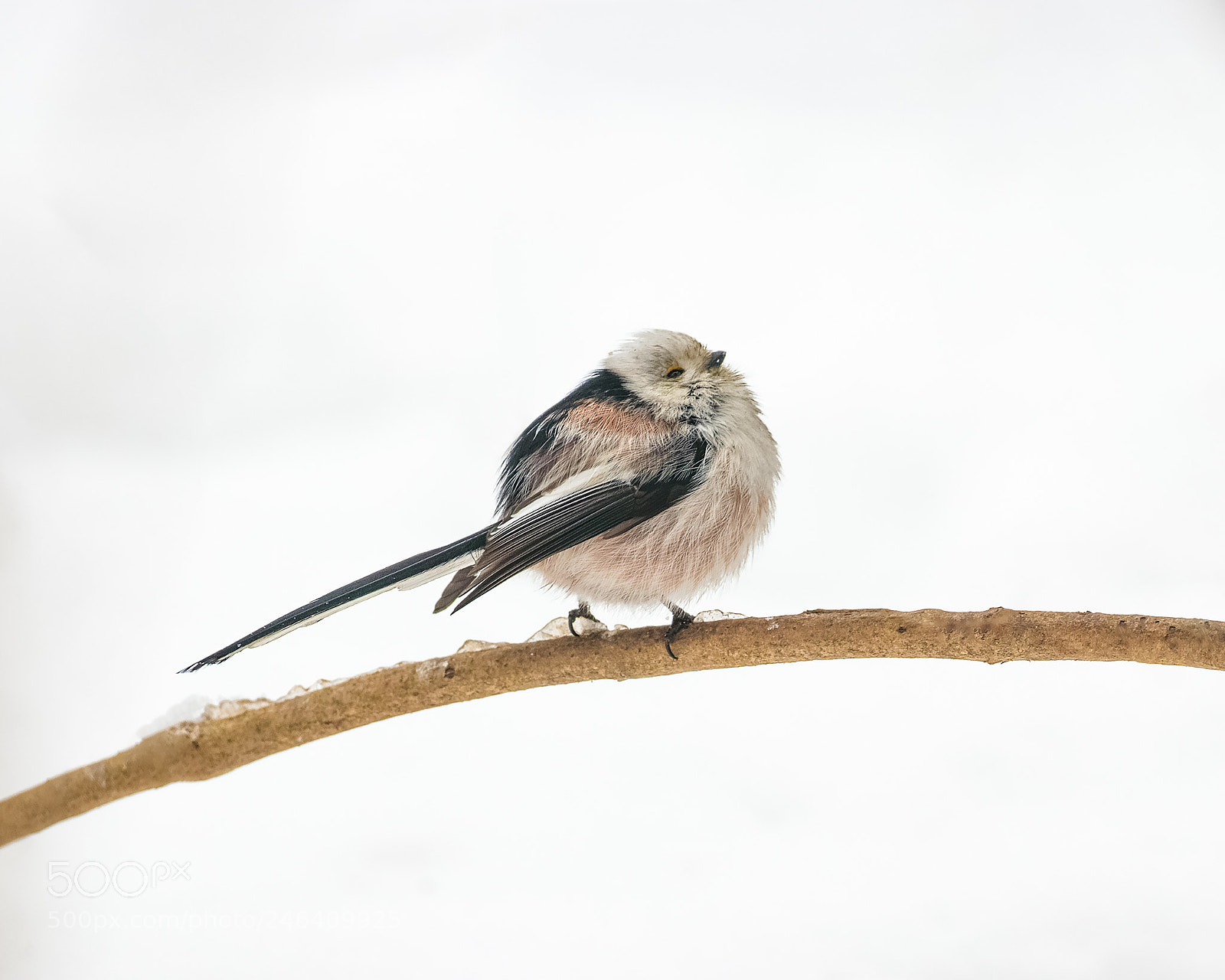 Canon EOS 80D sample photo. Long-tailed tit photography