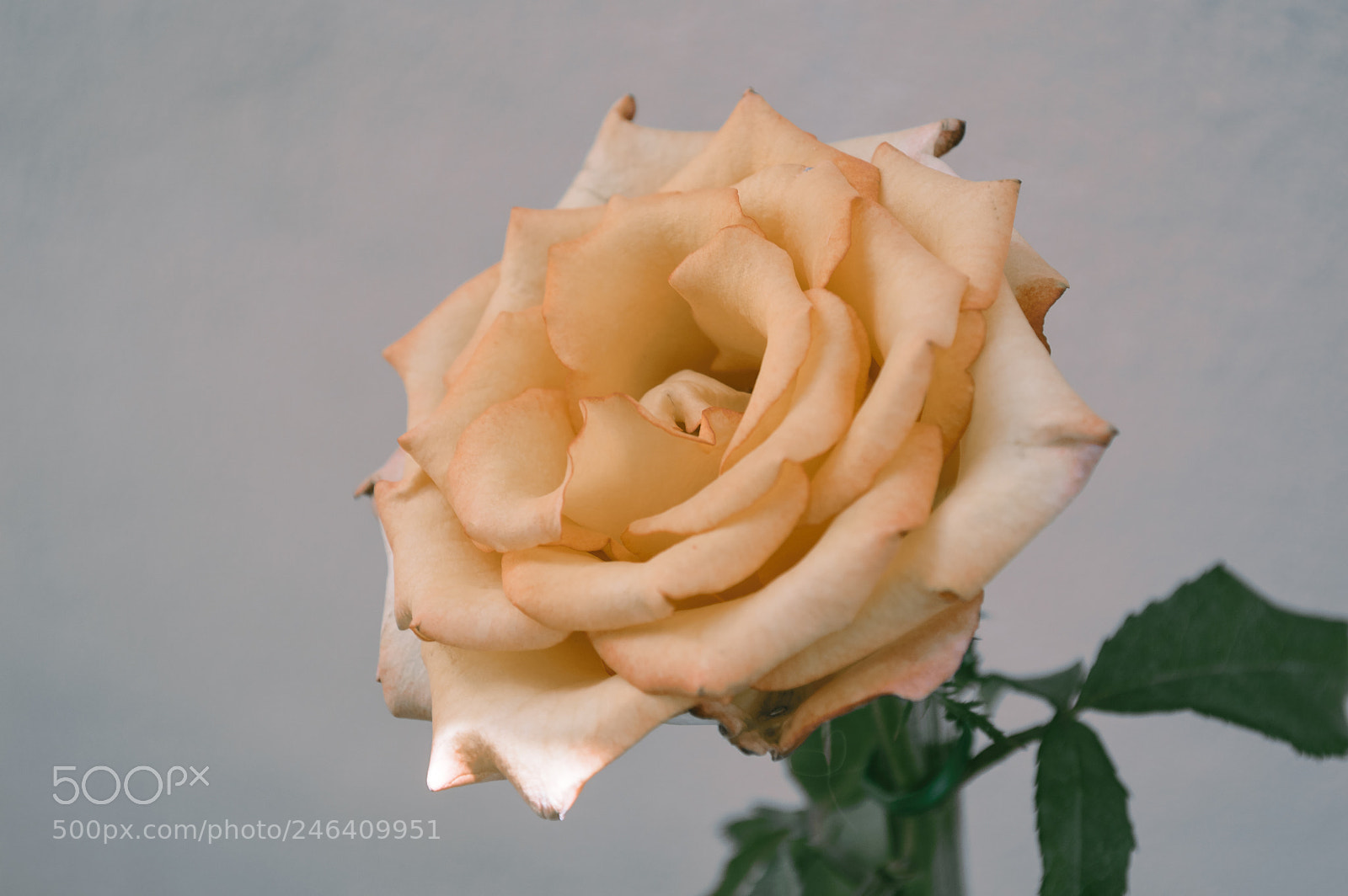 Nikon D3200 sample photo. Softly photography