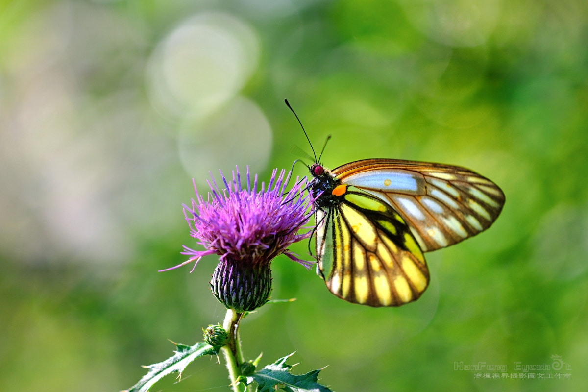 Nikon D700 + Nikon AF Micro-Nikkor 200mm F4D ED-IF sample photo. 蝶 photography