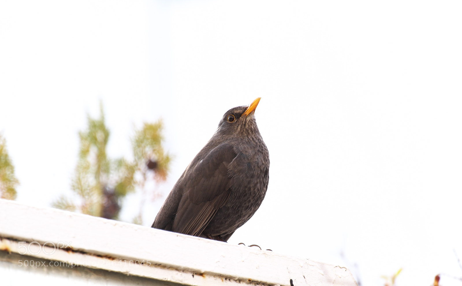 Fujifilm X-M1 sample photo. Hi! photography