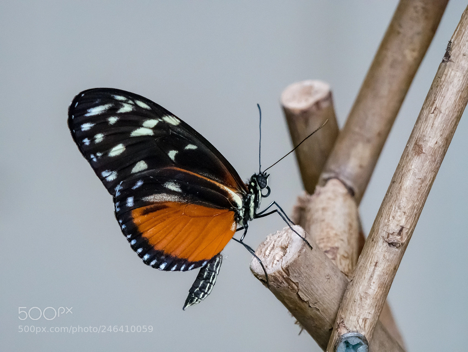 Panasonic Lumix DMC-G85 (Lumix DMC-G80) sample photo. On a roost photography