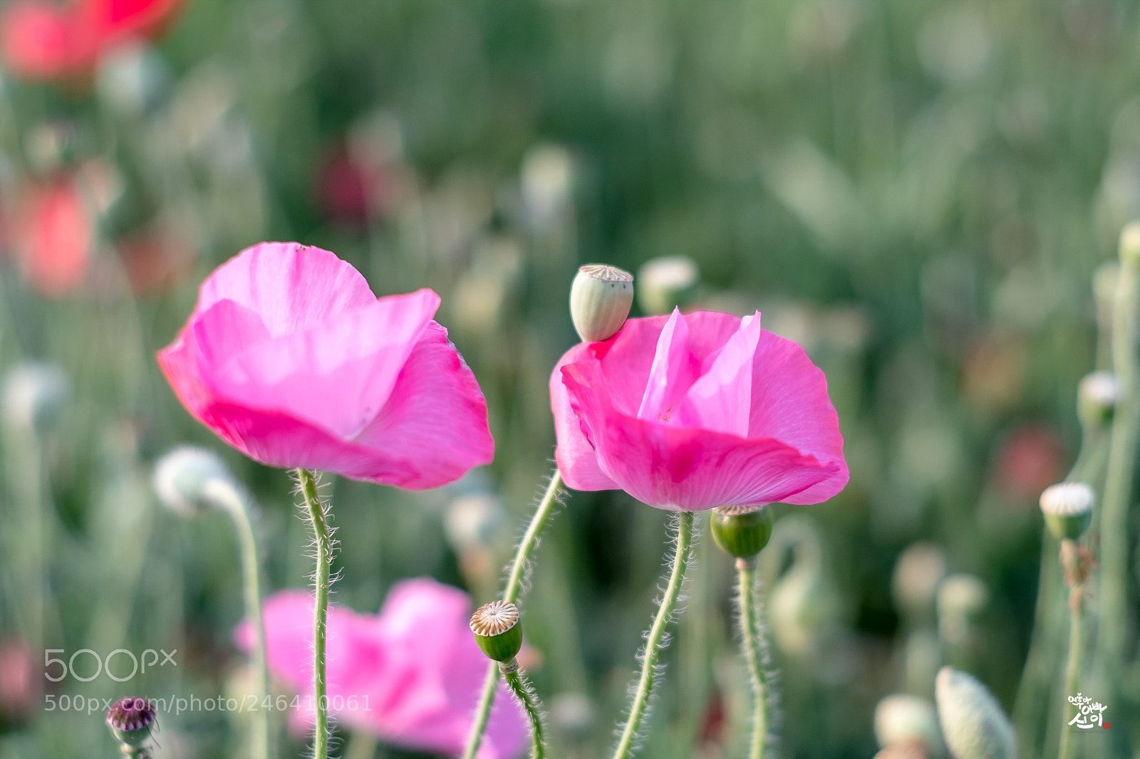 Fujifilm X-T2 sample photo. Poppy flower photography