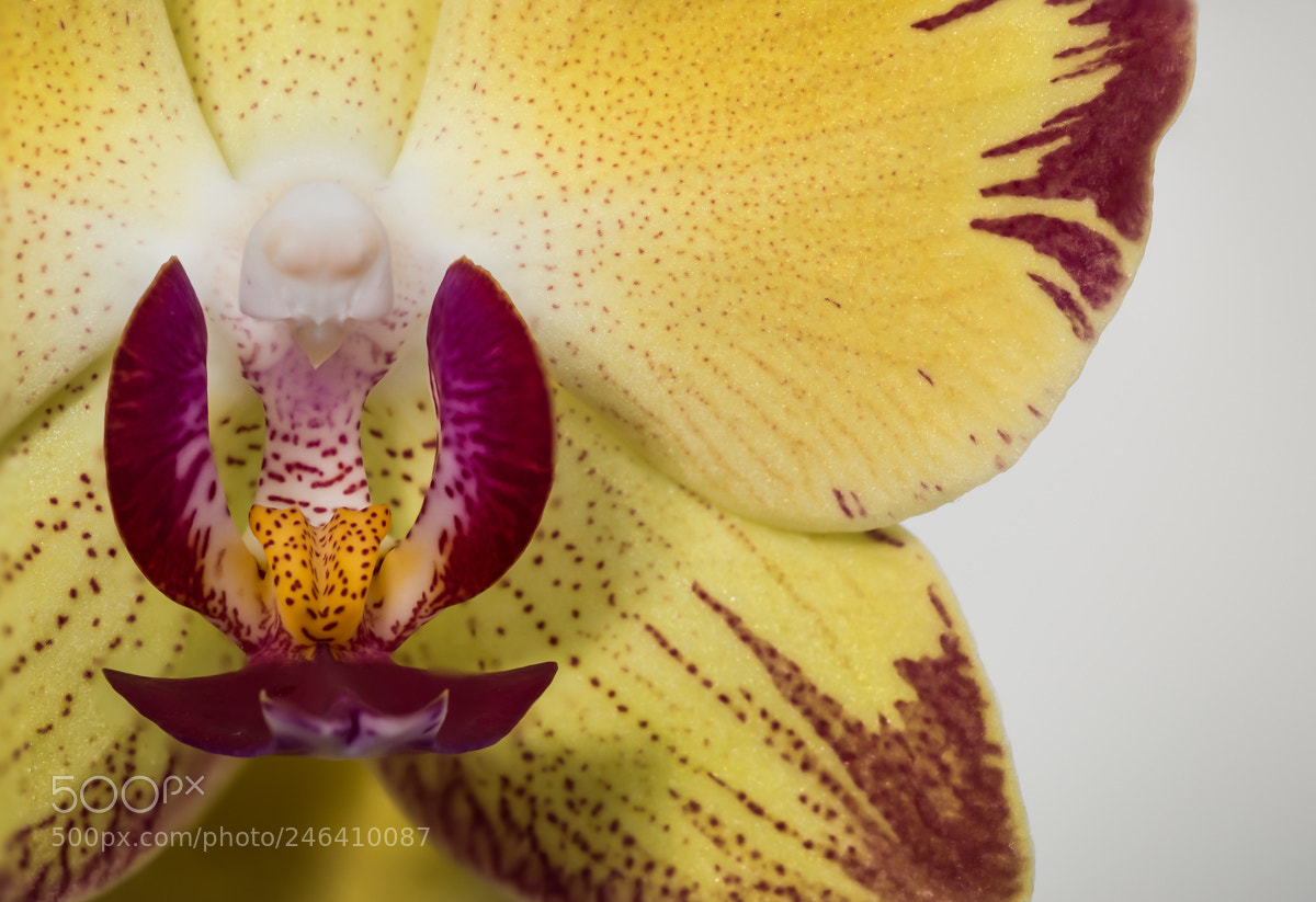 Nikon D5500 sample photo. Orchidee photography