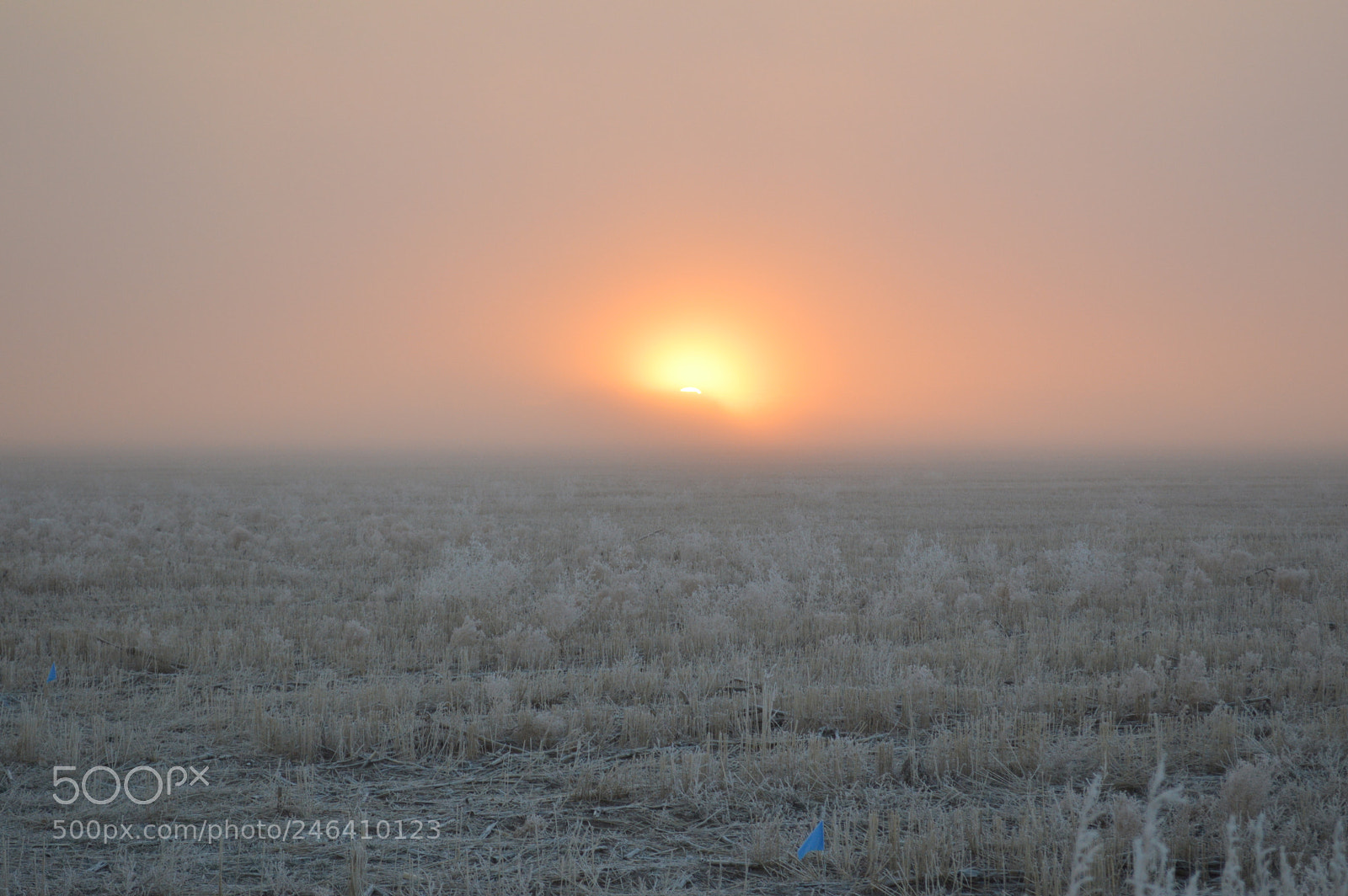 Nikon D3200 sample photo. Foggy farm sunrise photography