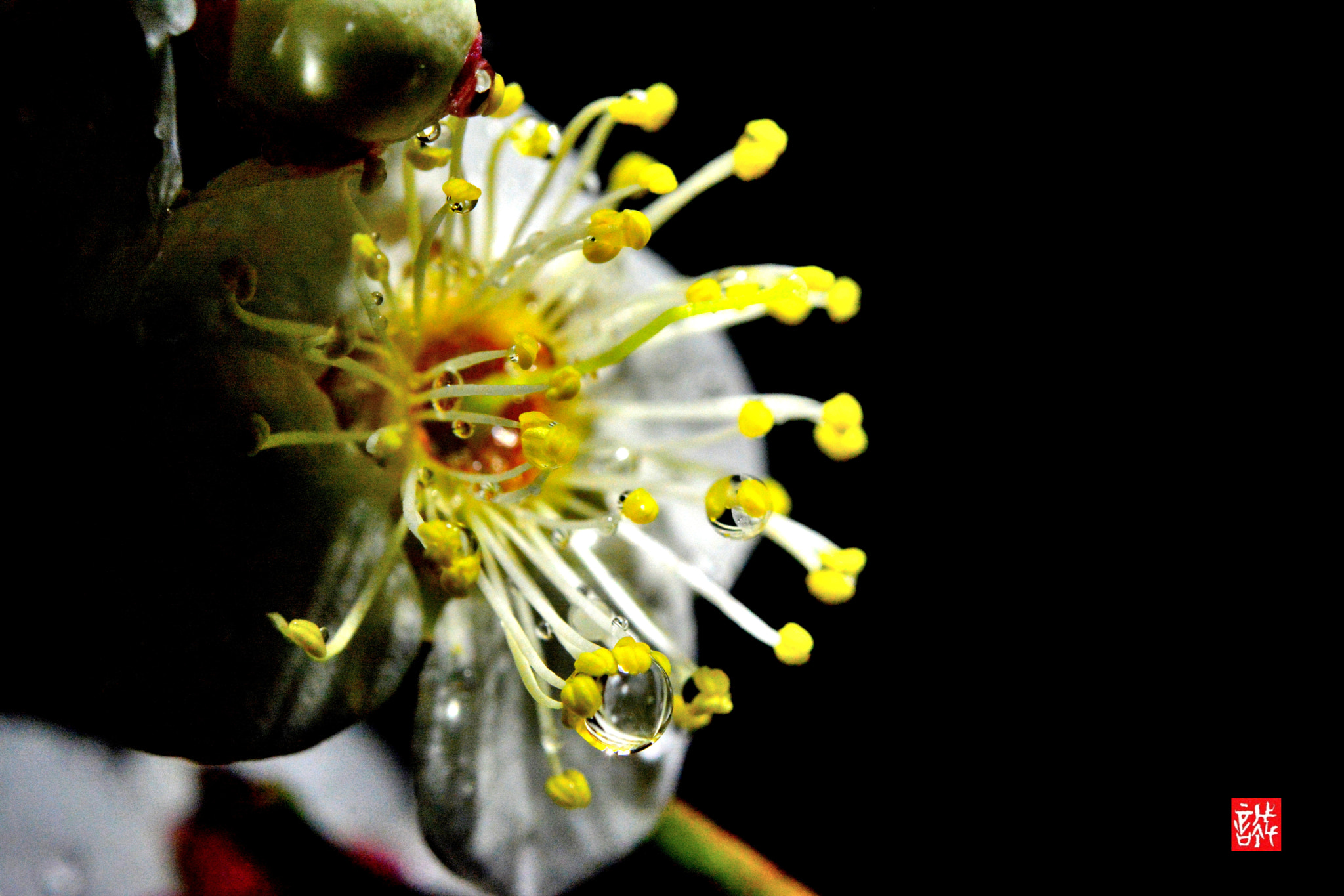 Nikon AF-S Micro-Nikkor 60mm F2.8G ED sample photo. Drops 0218 photography